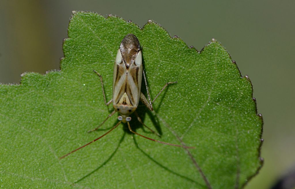 Miridae: Adelphocoris lineolatus